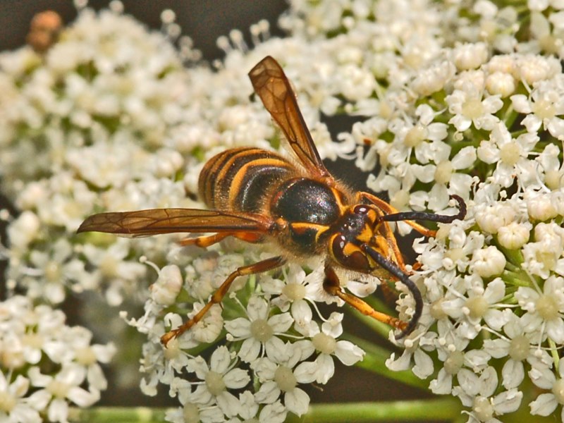 Che sia un calabrone? No, Dolichovespula media